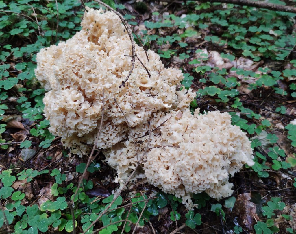 Eine Krause Glucke im Sauerklee, danaben stand eine Kiefer