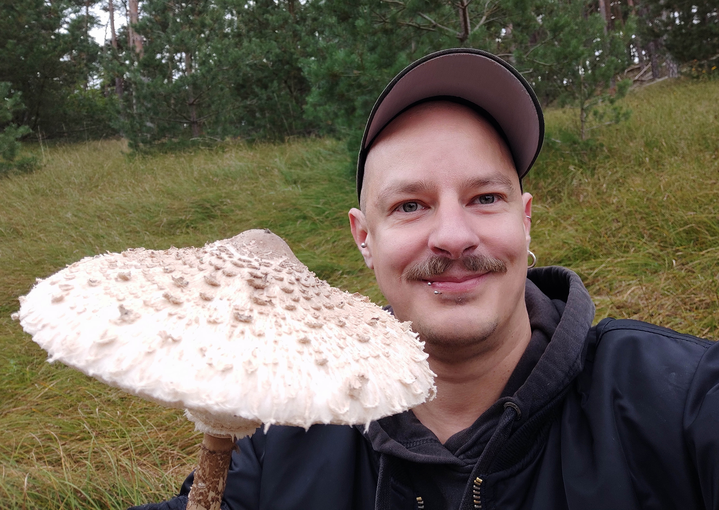 Parasol Der Beliebte Riesenschirmling Dailyvegan