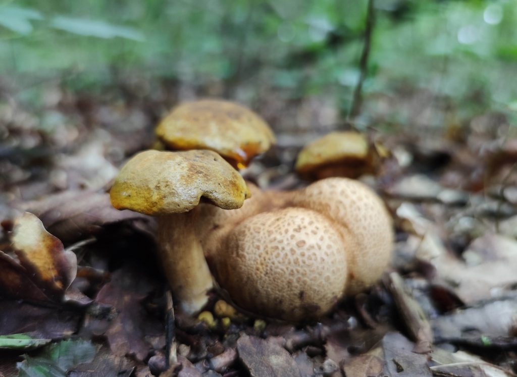 Aufgrund direkter Nähe zum Kartoffelbovist kaum verwechselbar