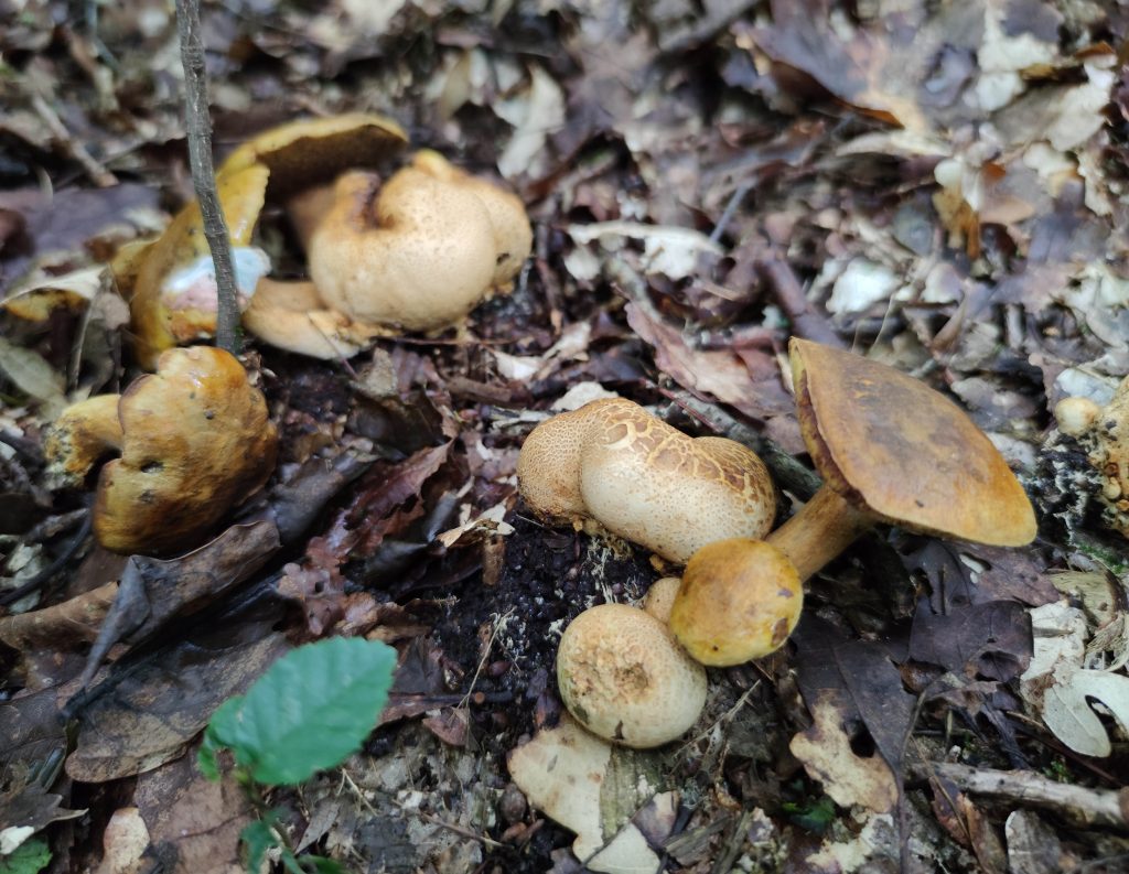 Schmarotzerröhrlinge sind selten, Kartoffelboviste häufig