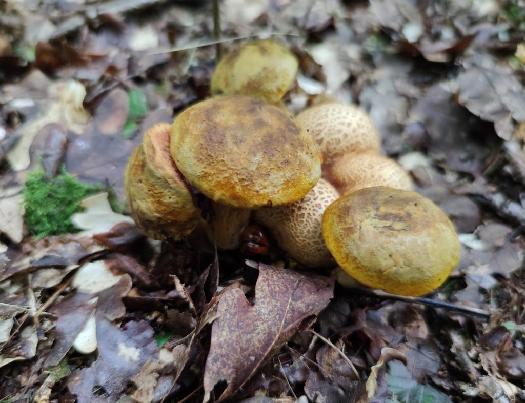 Essabre Schmarotzerröhrlinge auf giftigem Kartoffelbovist