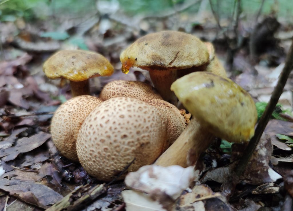 Schmarotzerröhrlinge wachsen immer auf oder an Kartoffelbovist