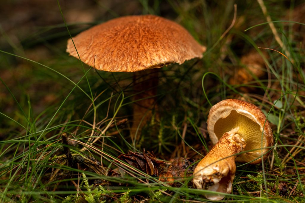 Die Röhren des Pilzes sind sehr großporig, in rechteckiger, wabenartiger Form