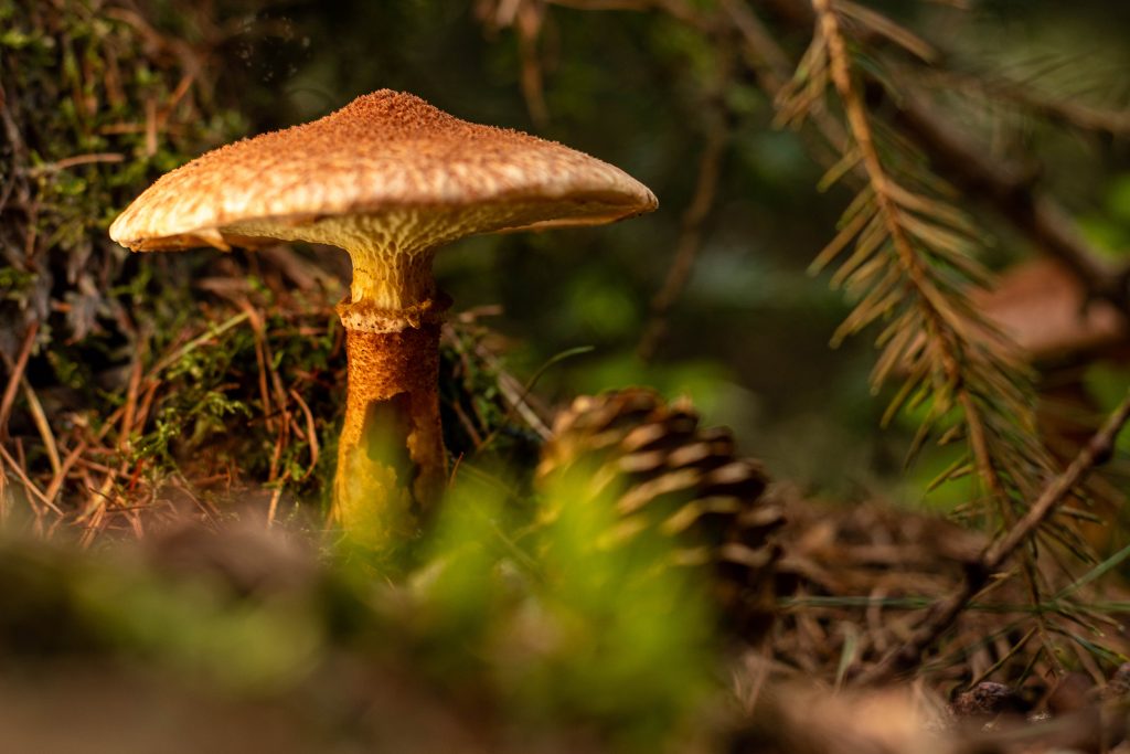 Die Hutoberfläche ist anfangs filzig und später in kleinen Schuppen aufgerissen