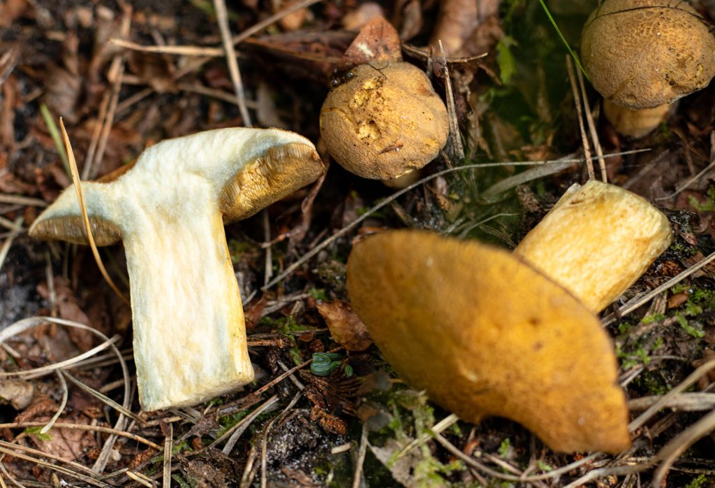 Sandröhrling - selten blaut er leicht im Anschnitt