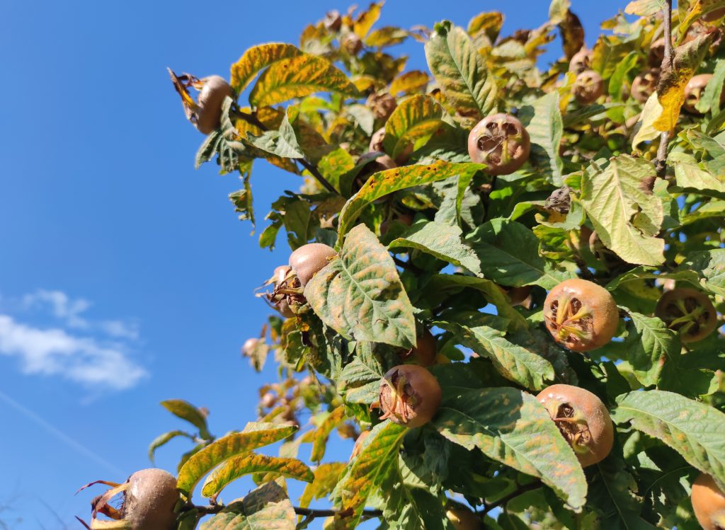 Mispeln am Strauch im Sonnenschein