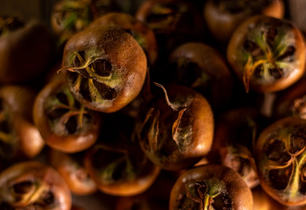 Frische Mispeln, die noch keinen Frost hatten