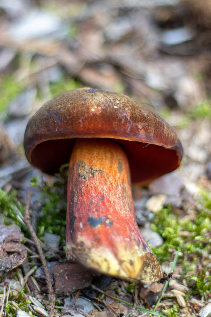 Flockenstieliger Hexenröhrling