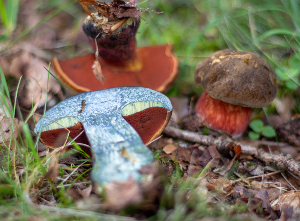 Flockenstieliger Hexenröhrling im Anschnitt