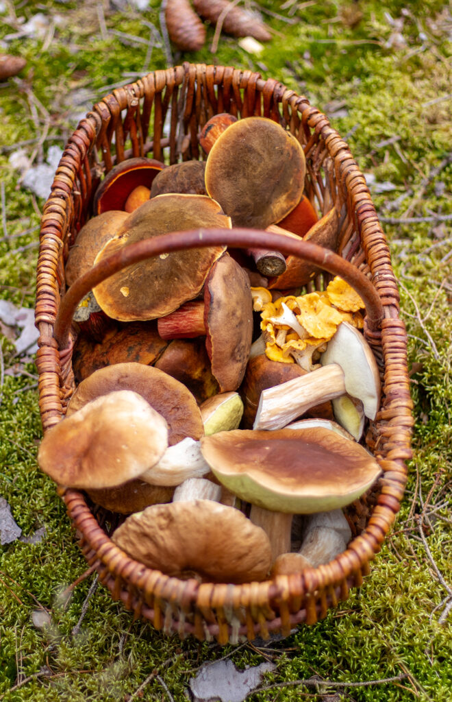 Flockenstielige Hexenröhrlinge, Steinpilze und Pfifferlinge im Korb