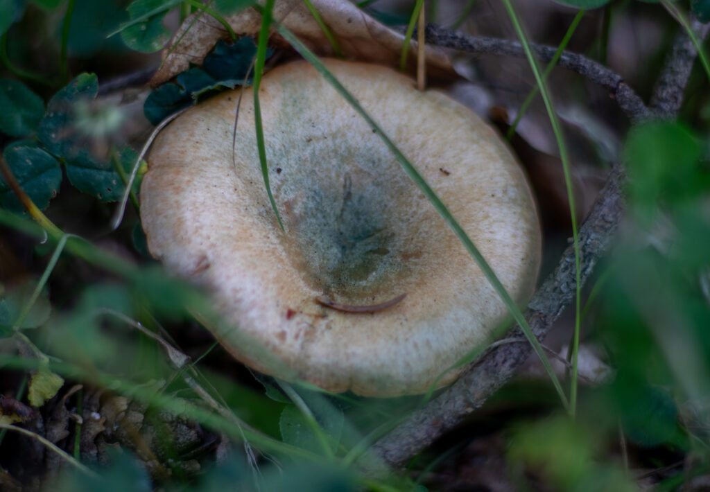 Je älter der Pilz wird, desto mehr spangrüne Zonen bilden sich, vor allem in der Hutmitte