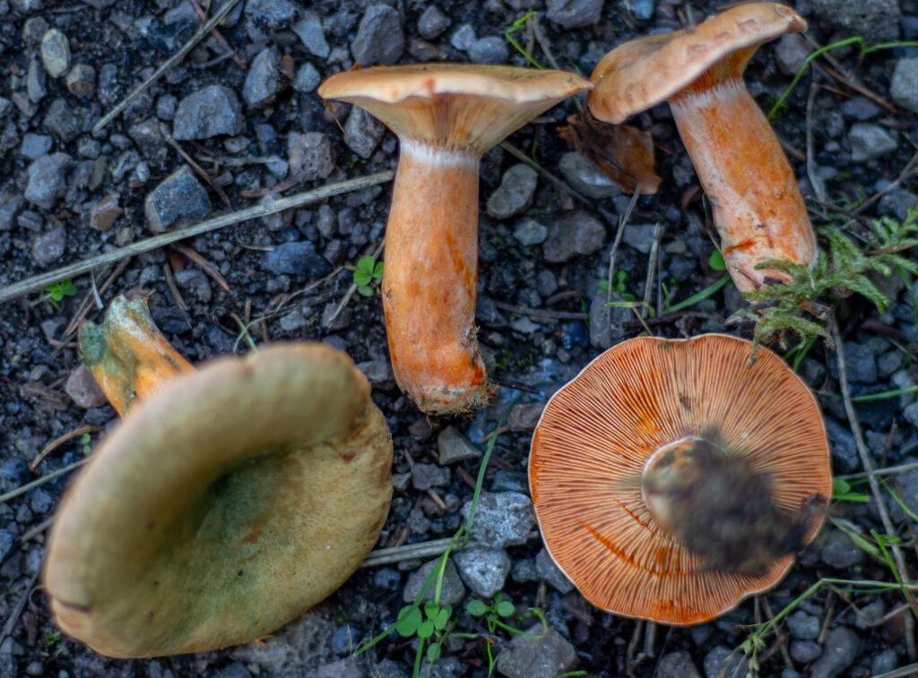 Fichtenreizker sind ein sehr gute Bratpilze