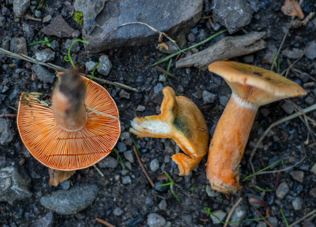 Das Fleisch des Fichtenreizkers ist rötlich bis hellorange und leicht brüchig. Im Stiel ist es wattig und weißlich.