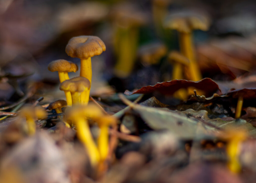 CRATERELLUS TUBAEFORMIS