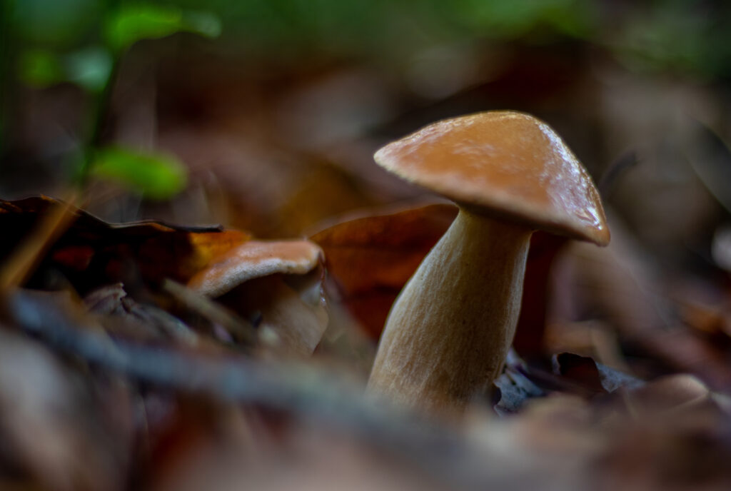 Kuhröhrling. Hier lernst Du alle Bestimmungsmerkmale
