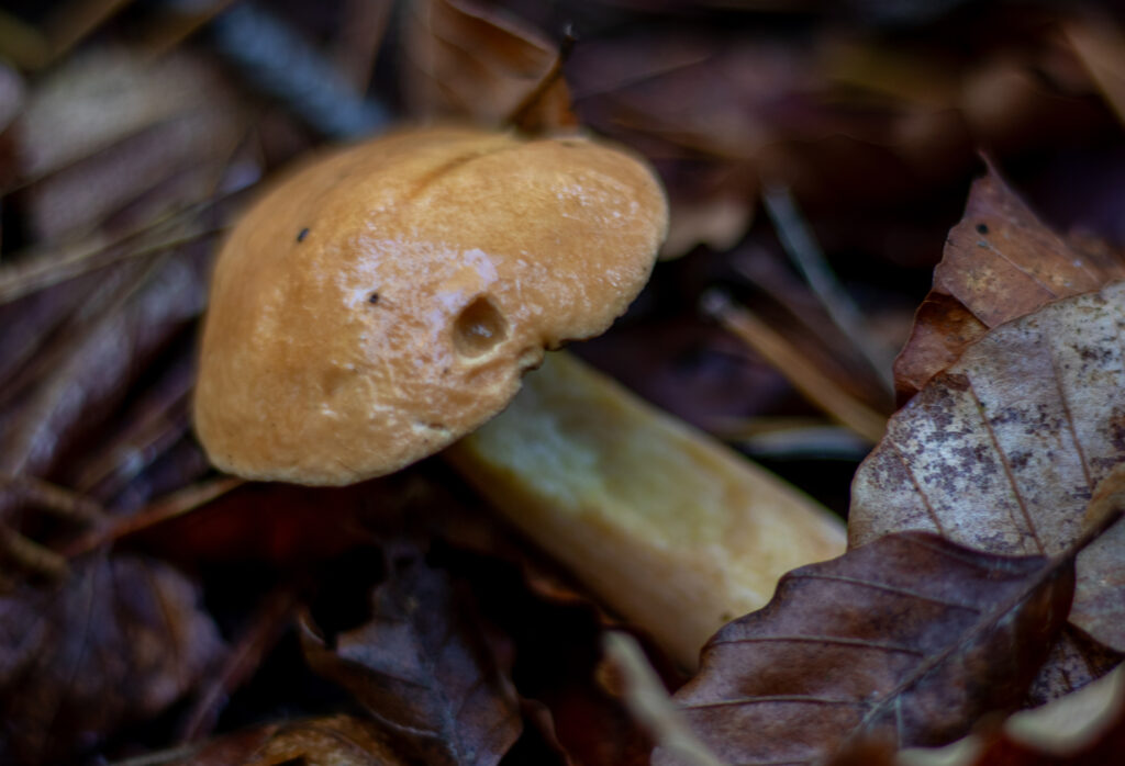 Kuhröhrlinge: Die Stiele wachsen oft krumm. Dieser Pilz scheint sich hinlegen zu wollen.