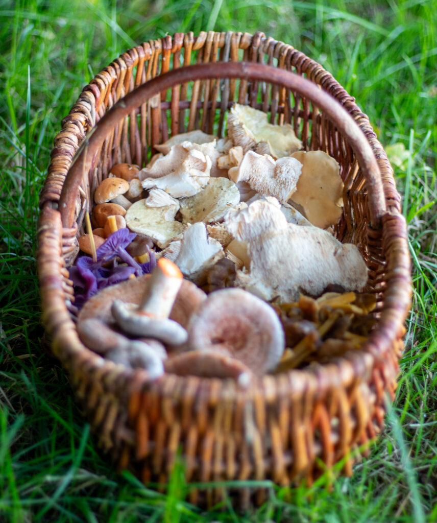 Pilzkorb mit gesammelen Wildpilzen: Semmel-Stoppelpilze, Reizker, violette Lacktrichterlinge, Gelbe Kraterelle, Kuhröhrlinge