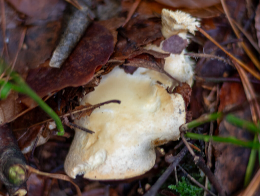 Semmel-Stoppelpilze, oft etwas im Laub versteckt