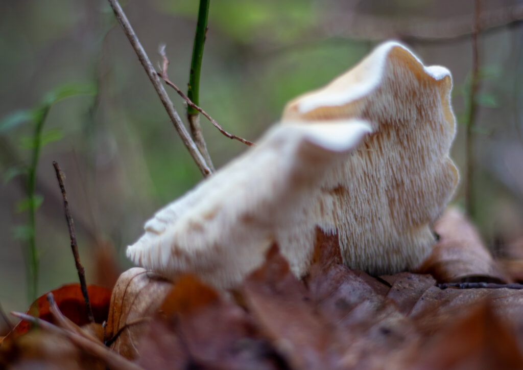 Der Semmel-Stoppelpilz wächst in Laub- und Nadelwäldern