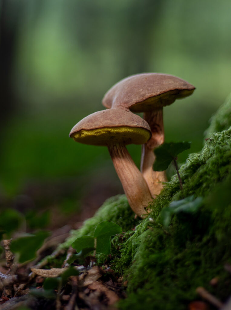 Braune Ziegenlippe, Rotbraune Ziegenlippe