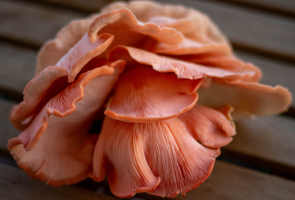 Rosenseitlinge haben ine tolle Farbe und einen einzigartigen Geschmack