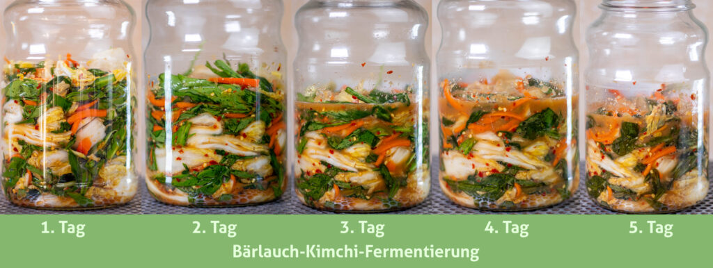 Bärlauch-Kimchi: die Fermantation von Tag 1 bis Tag 5