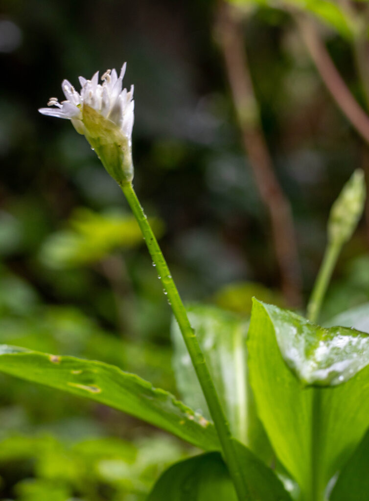 Eine sich gerade öffnende Bärlauchblüte