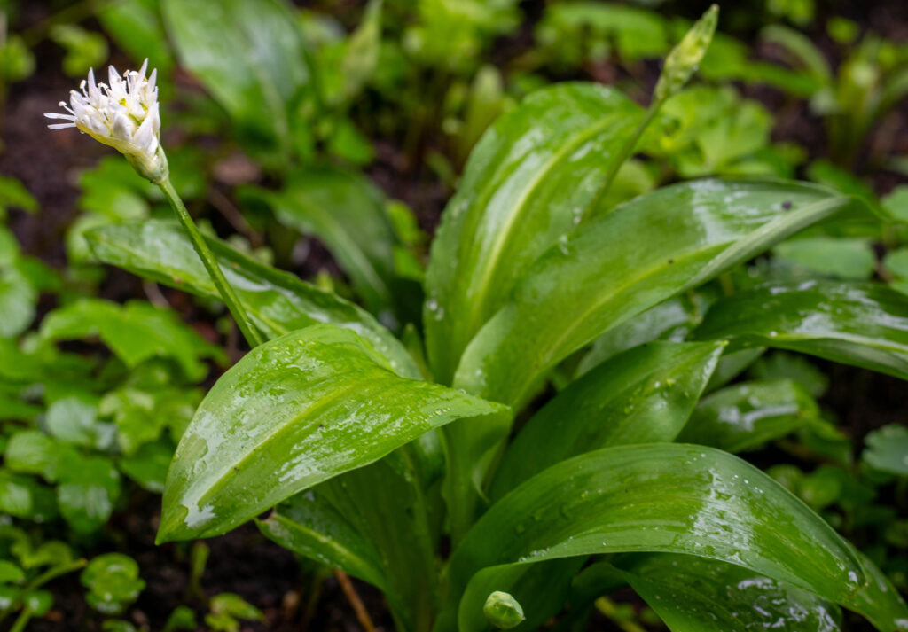 Bärlauchpflanze mit Knospen und Blüten