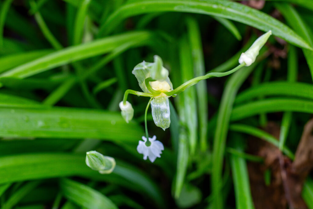 Berliner Wunderlauch Blüten: aus den Knospen kommen 4-5 Blüten hervor.