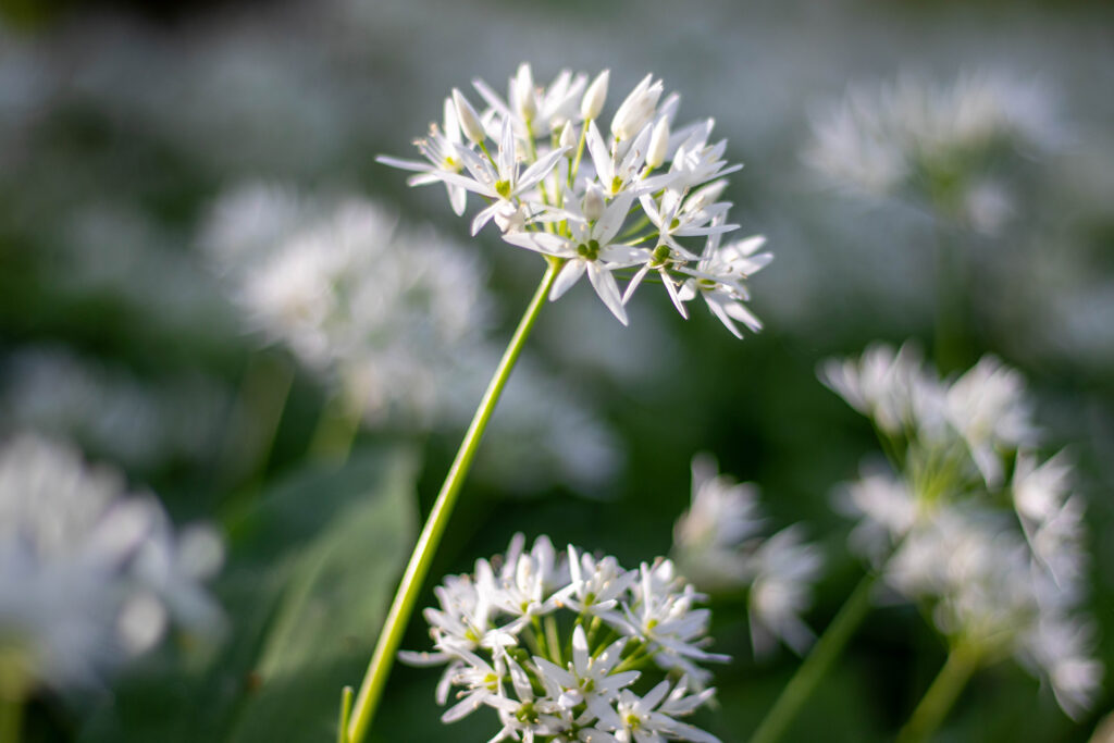 Bärlauchblüten