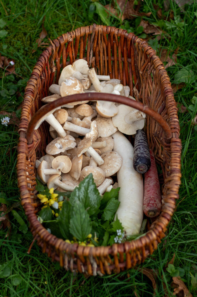 Der Maipilz kommt von Anfang April bis Juni vor. Hier mit ein paar Rüben aus dem Biomarkt und einigen Wildkräutern, wie Taubnessel und Knoblauchsrauke, im Korb.