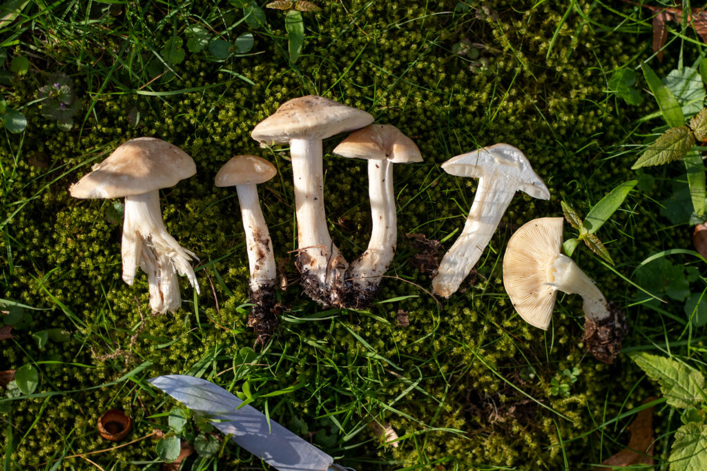 Der Maipilz ist sehr dickfleischig und festfleischig. Dabei ist das Fleisch immer weiß. Und faserig, was vor allem bei älteren Pilzen zu sehen ist.