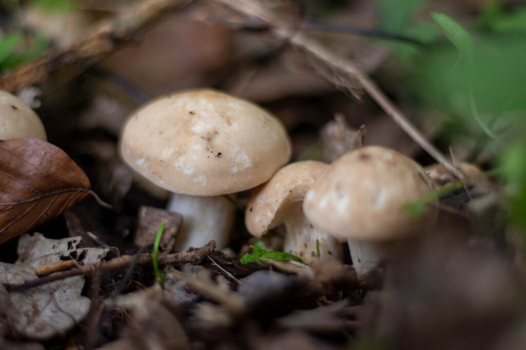 Mairitterling, Georgsritterling, Maiblattl, Gelber Schönkopf, Maischönkopf, Huf-Ritterling, Huf-Maipilz, Maischwammerl - dieser Pilz hat viele Namen.