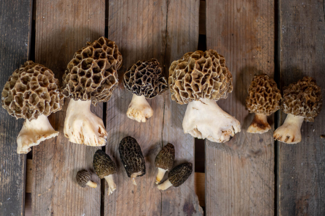 Morchelsauce - cremig, sahnig mit selbst gesammelten Morcheln - Dailyvegan Morchelsauce - cremig, sahnig mit selbst gesammelten Morcheln - Dailyvegan