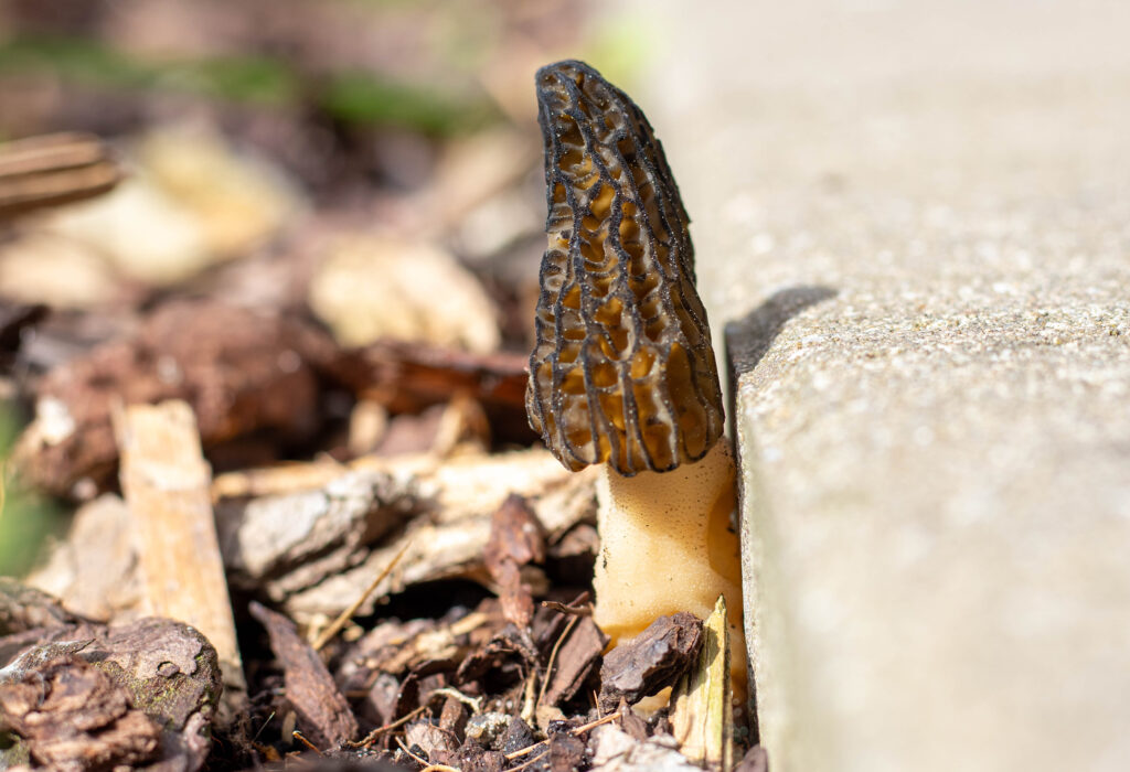 Die Spitzmorchel ist ein ausgezeichneter, hervorragender Speisepilz mit einem exquisiten Geschmack.