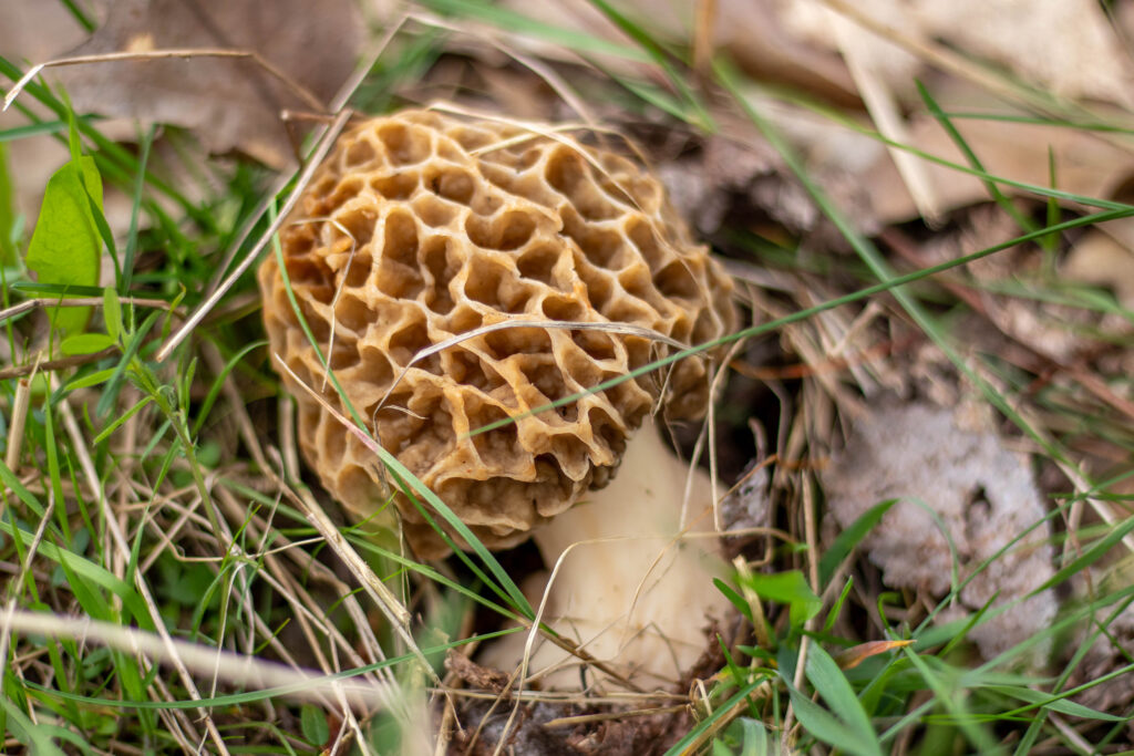 Die Speisemorchel ist ein Frühlingspilz, denn sie wächst von April bis Ende Mai. Die Morchel gehört zu den aromatischsten und begehrtesten Speisepilzen überhaupt.