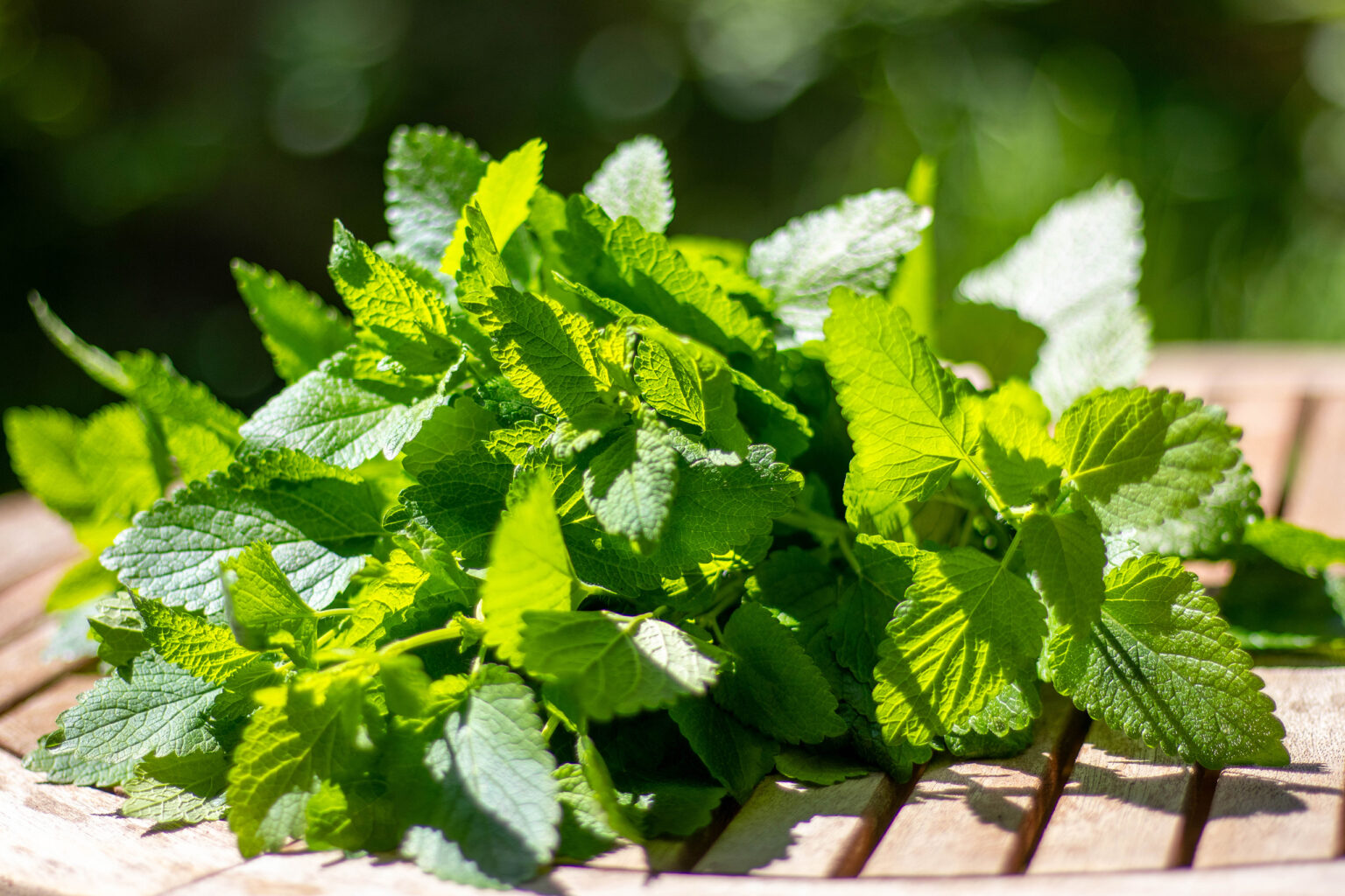 Zitronenmelisse-Pesto, einfach aus dem Garten, mit nur 6 Zutaten ...