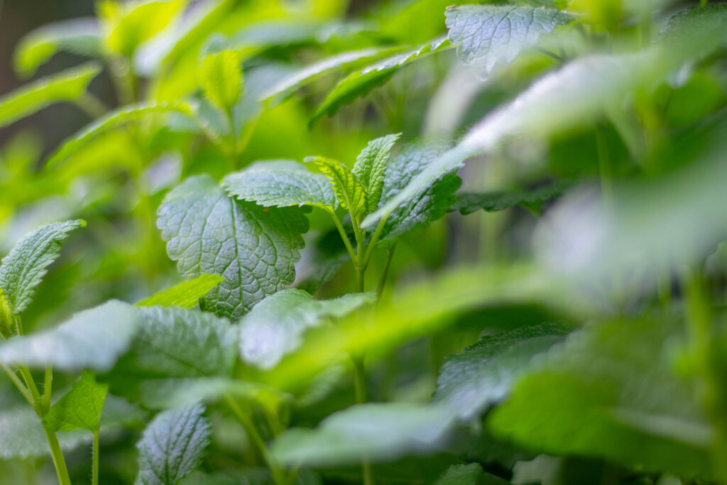 Frische Zitronenmelisse im Garten