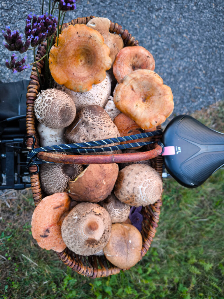 Ein Pilzkorb auf dem Fahrrad mit Parasol., Edelreizkern und violetten Lacktricht
