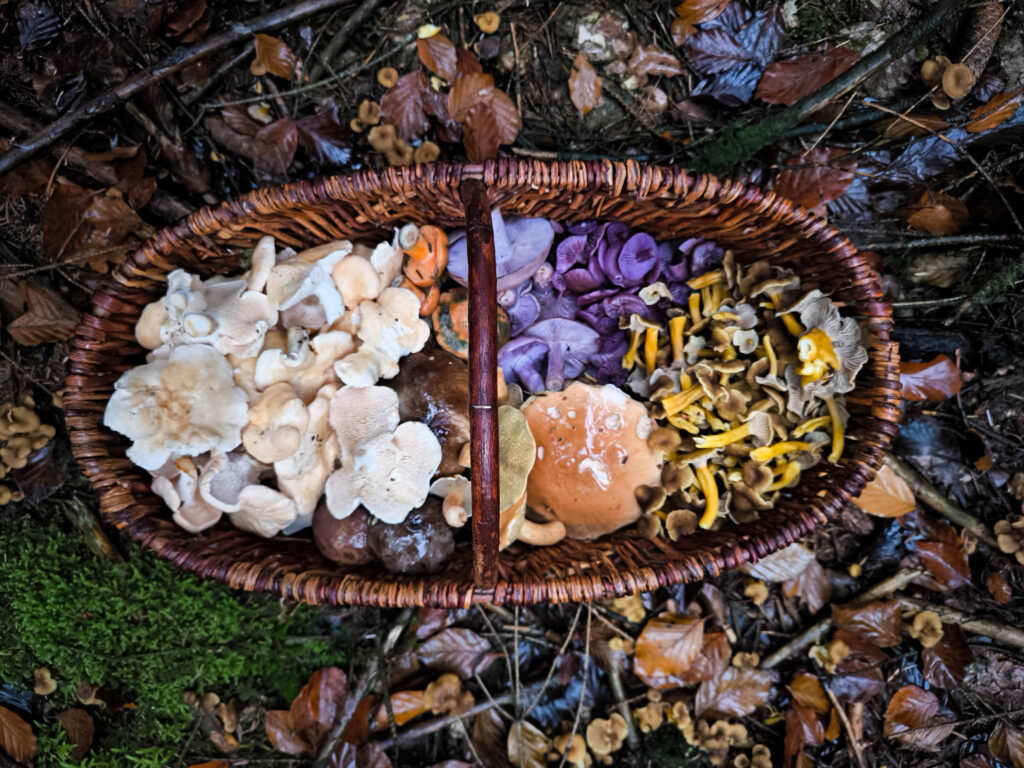 Ein Pilzkorb mit Semmel-Stoppelpilzen, Violetten Röteritterlingen, Trompetenpfifferlingen, Kuhröhrlingen und Steinpilzen