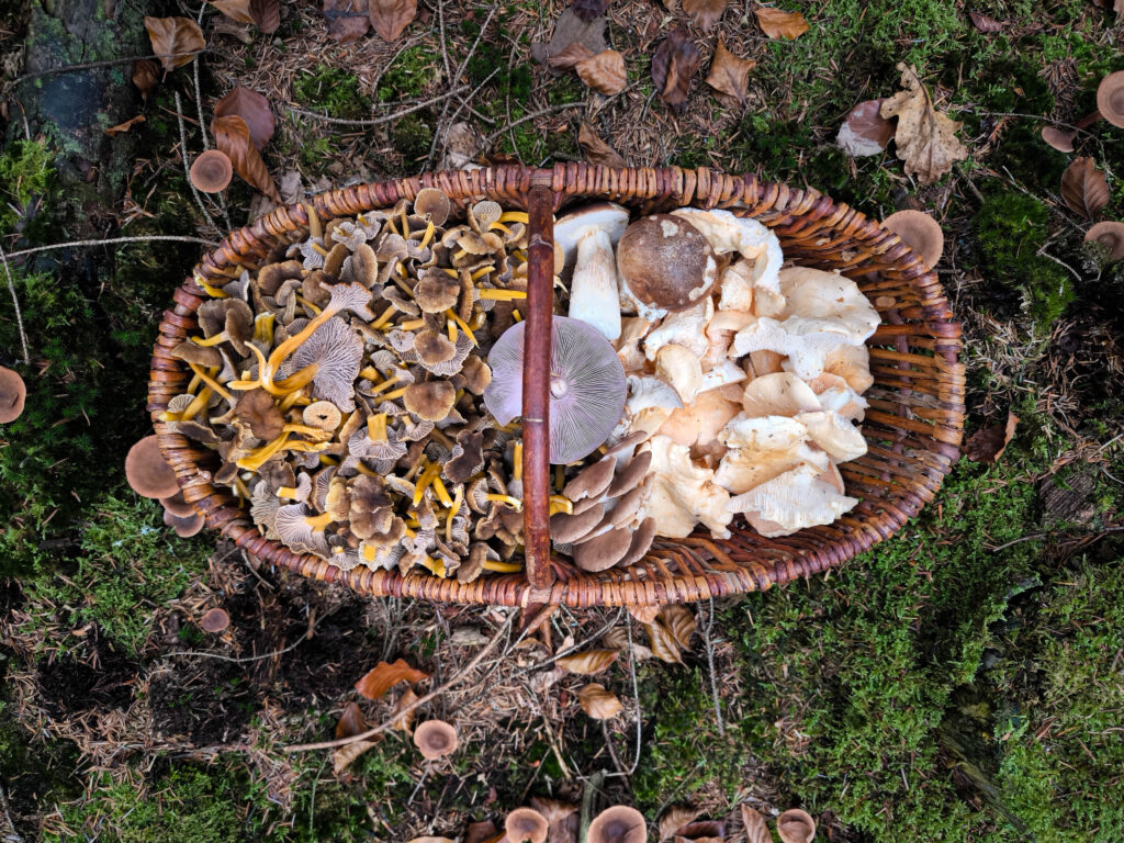 Herbstpilze im Pilzkorb - Semmel-Stoppelpilze, Violetten Röteritterlingen Trompetenpfifferlinge und Steinpilze
