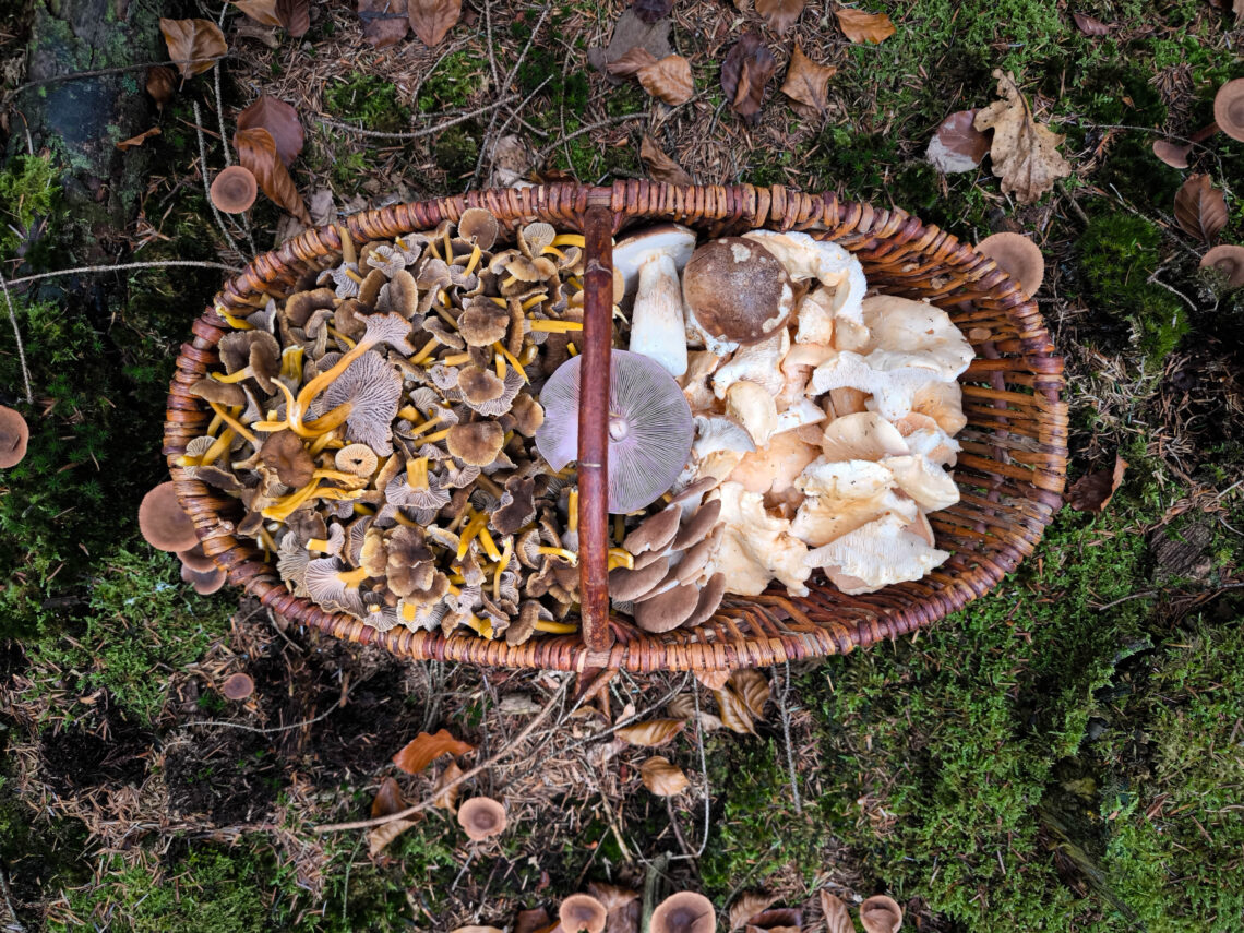 Herbstpilze im Pilzkorb - Semmel-Stoppelpilze, Violetten Röteritterlingen Trompetenpfifferlinge und Steinpilze
