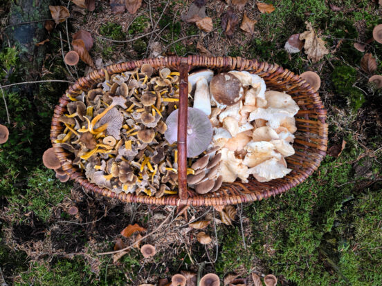 Herbstpilze im Pilzkorb - Semmel-Stoppelpilze, Violetten Röteritterlingen Trompetenpfifferlinge und Steinpilze