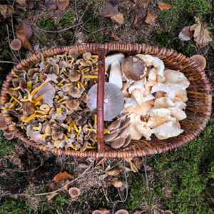 Herbstpilze – welche Speisepilze wachsen im Herbst?