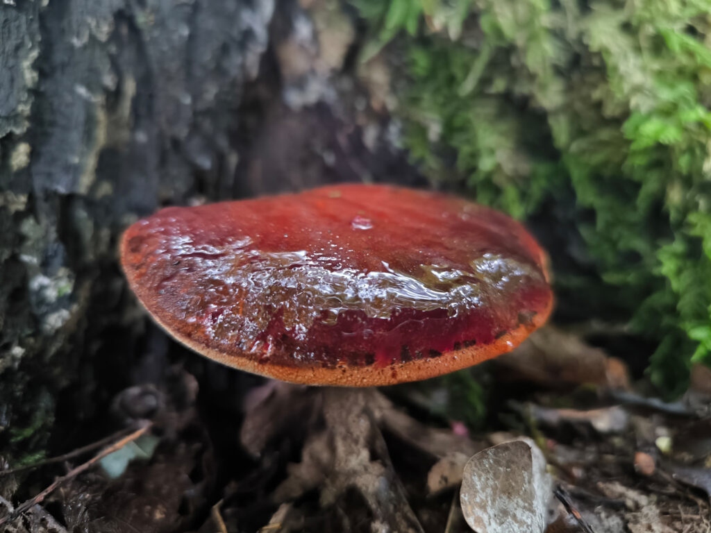 Eichen-Lebereischling an altem Eichenstamm.