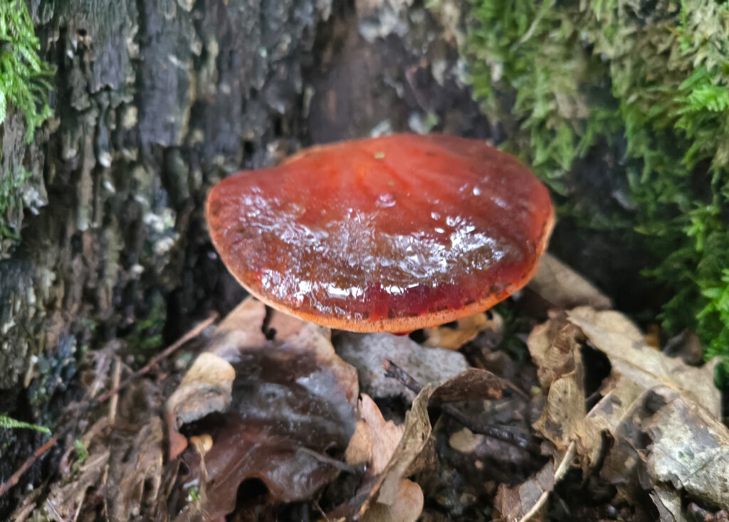Eichen-Lebereischling an altem Eichenstamm.