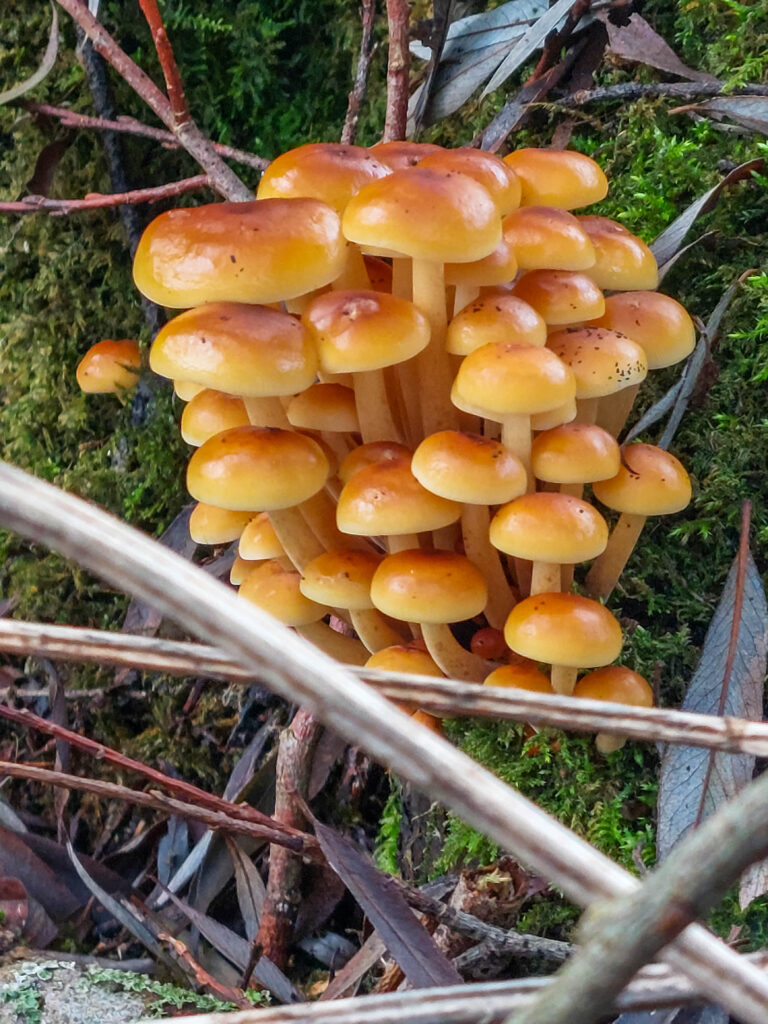 Samtfußrüblinge büschelig wachsend an alter Weide.