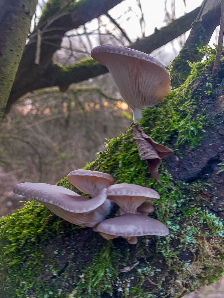 Ein schöner Winterpilzfund: prächtige Austernseitlinge an einem mossbwachsenen Weidenstamm.