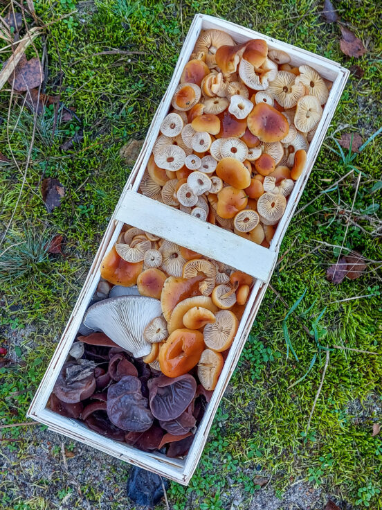 Winterpilze in einem Korb: Samtfußrüblinge, Austernpilze und Holunderschwämme