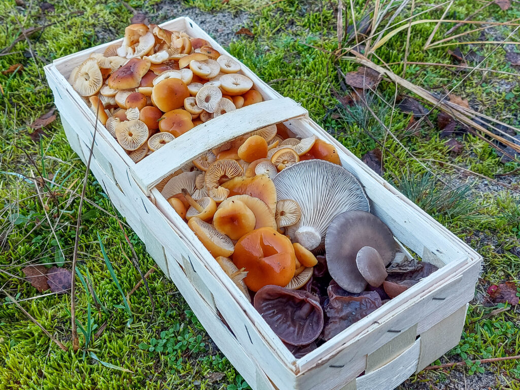 Austernpilzem Samtfußrüblinge und Holunderschwamm im Pilzkorb.
